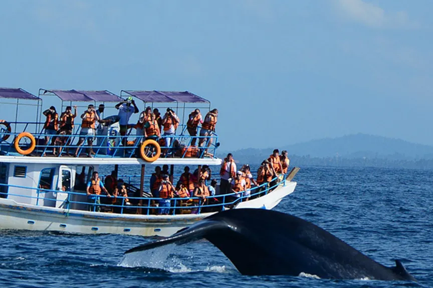 Whale watching in Mirissa